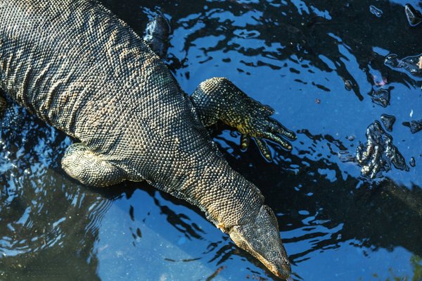 Quels sont les besoins spécifiques d'un varan des savanes en termes d'habitat et de température ?