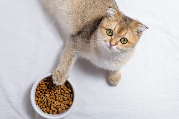 Guide d'achat : Comment choisir les meilleures croquettes pour chat ?